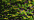 0070 Mardi Gras Kreinik Very Fine #4 Braid