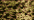 0071 Misty Gold Kreinik Very Fine #4 Braid Pto